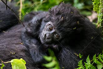 The mountain gorilla Gorilla beringei beringei is a subspecies of eastern gorilla.