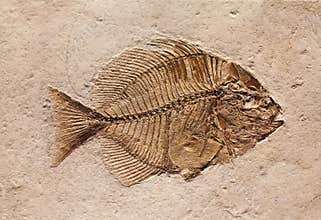 Fossil