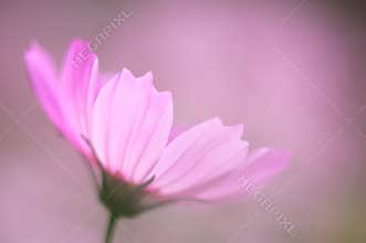 Pink Cosmos flower, nature, shallow DOF, tone