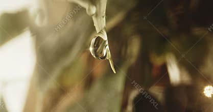 Lockdow Close Up Of Sunlight Reflected In Water Droplet On Edge Of Plant Leaf