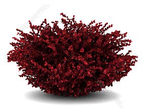 Red leaf japanese barberry isolated on white
