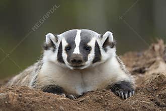 American badger resting on his den