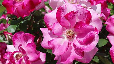 Red blend hand-painted floribunda rose flowers.