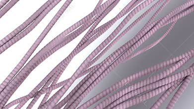 Collagen fibers tissues 3D model