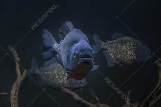 Piranha underwater. Dangerous piranhas fish in dark water