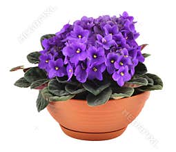 Fresh violets in pot