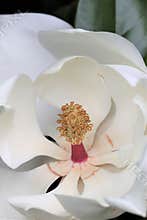 Magnolia bloom with carpels