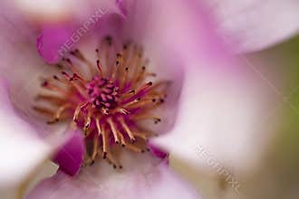 My spring garden with The very nice colorful spring flowers — macro photo