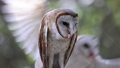 Close up Barn Owl eat.