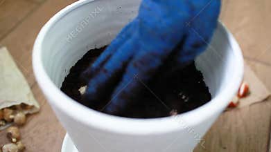 Gardener plants bulbs in pot at home. Narcissus, hyacinth, tulips growth. Spring