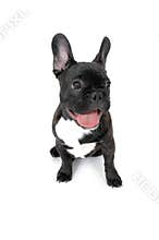 French Bull Dog