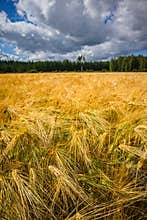 Large barley field on summer day