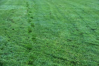 Footprints on wet morning autumnal grass. A path marked out by a man walked through a dewy lawn