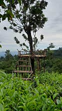 Simple Tree House on Tea plantation