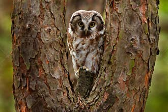 Boreal owl, Aegolius funereus, sitting on old tree trunk with clear green forest in background