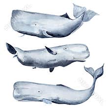 Whale sperm whale watercolor elements set