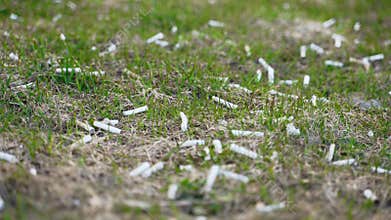 Many cigarette butts on the grass.