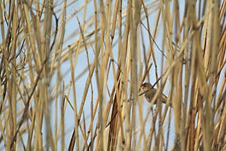 Eurasian reed warbler
