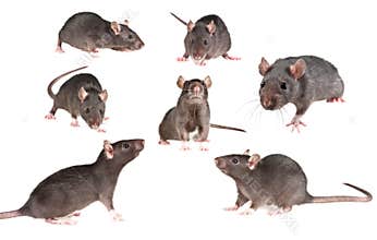Pet rat collection