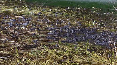 Spawning common frog Rana temporaria in spring.