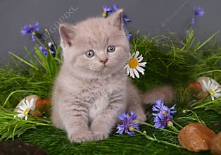 Kitten in flowers