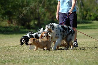 Dog-sitter at work