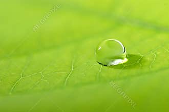 Leaf with a water drop