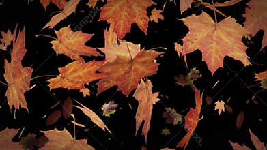 Autumn leaves falling animation with transparent background