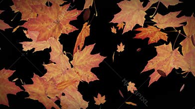 Autumn leaves falling animation with transparent background