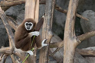 White-handed Gibbon Hylobates lar sitting on timber
