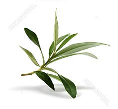 Fresh olive branch leaves