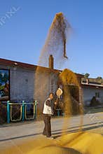 Chinese farmer raising wheats, bumper harvest, Shanxi, China