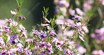 A bee collects pollen from wild flowers. Agriculture, nature. Western Australia.