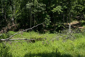 Fallen tree among forest greenery