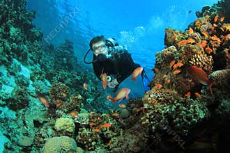 Scuba Diver explores Coral Reef
