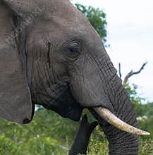A beautiful close up portrait of an african elephant`s eye, tusk and trunk
