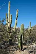 Desert vegetation