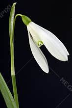 Snowdrop flower