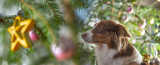 Cute dog border collie before christmas tree at home