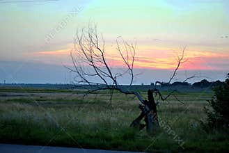 Single old dry apple tree near the road Yellow oilseed field in the background.