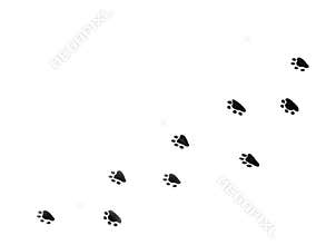 Paw prints
