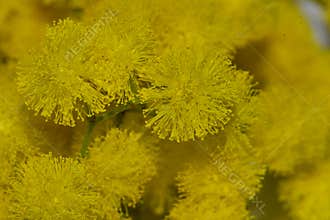 Macro photo from mimosa flower close up view