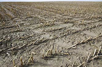 An arid field after harvest