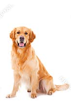 Golden retriever dog sitting on white