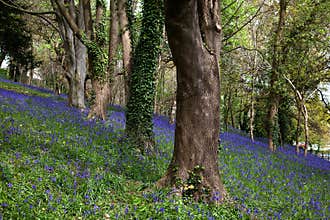Bluebell woods in the centre of Bangor