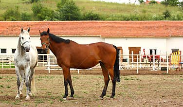 Horse-farm with horses