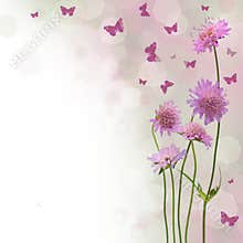Blossom background - floral border