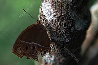 a brown butterfly perched on a tree. close up