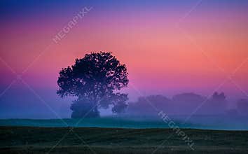 Misty foggy colorful dawn, minimalist landscape