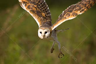 Barn Owl